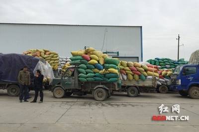 湖南中晚稻托市收購(gòu)有序進(jìn)行 未出現(xiàn)&ldquo;賣糧難&rdquo;_其它_網(wǎng)